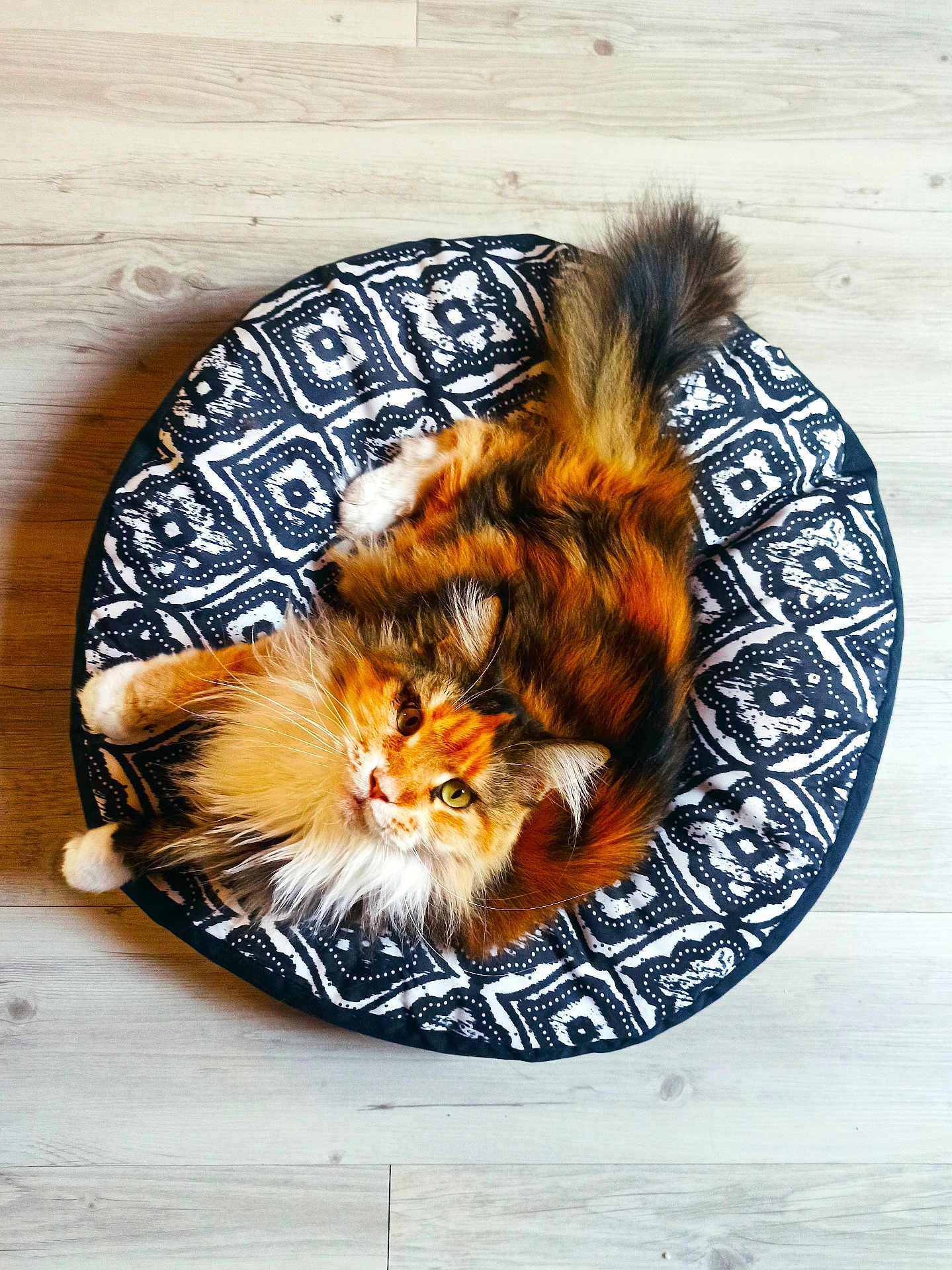Rebelle participe au concours pour gagner de l'argent avec cette photo : cat, calico, fluffy, pet, animal, cushion, patterned, floor, wooden_floor, indoor, looking_up, fur, whiskers, tail, relaxed, cute, domestic_animal, feline, resting, house_pet