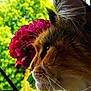 Rebelle participe au concours pour gagner de l'argent avec cette photo : cat, close_up, side_profile, fluffy, whiskers, ear, flower, red_flower, greenery, window, natural_light, outdoor, plant, pet, feline, portrait, fur, nature, calm, curious