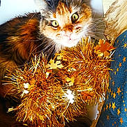 Rebelle a rejoint le concours — aidez-le/la à gagner de superbes lots ! cat, calico_cat, tinsel, golden, snowflake, chair, fabric, star_pattern, whiskers, fur, pet, indoor, closeup, curious, decorations, holiday, bright_eyes, fluffy, cute, looking_up