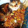 cat, calico_cat, tinsel, golden, snowflake, chair, fabric, star_pattern, whiskers, fur, pet, indoor, closeup, curious, decorations, holiday, bright_eyes, fluffy, cute, looking_up