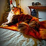 cat, maine_coon, feline, pet, indoor, bed, blanket, orange, yellow, fluffy, long_hair, resting, animal, domestic, table, decor, room, fur, relaxed, mammal