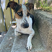 Baïka participe au concours pour gagner de l'argent avec cette photo : dog, heterochromia, outdoor, steps, stone, resting, animal, pet, brown, white, black, ears, paw, nature, sunlight, shadows, greenery, closeup, portrait, relaxed