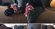 Pixelle participe au concours pour gagner de l'argent avec cette photo : dog, dog_breed, dog_breed_group, dog_like_mammal, flat_coated_retriever, labrador_retriever, product, puppy, retriever, snout, sporting_group