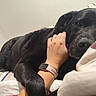 dog, black_dog, pet, animal, sleeping, relaxed, lying_down, bed, bedroom, bedding, pillow, hand, petting, smartwatch, cozy, indoor, portrait, close_up, black_fur, companionship
