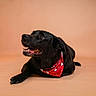 dog, black_dog, bandana, red_bandana, polka_dots, portrait, studio, indoor, lying_down, happy, smiling, open_mouth, pet, canine, animal, black_fur, glossy_fur, warm_lighting, plain_background, photography