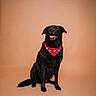 dog, black_dog, pet, sitting, portrait, studio, bandana, red_bandana, hearts, happy, smiling, open_mouth, tongue, floppy_ears, shiny_fur, tail, animal, canine, peach_background, professional_photography