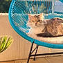 Happy a rejoint le concours — aidez-le/la à gagner de superbes lots ! cat, fluffy_cat, chair, turquoise, cushion, balcony, sunlight, greenery, plant, outdoor, pet, feline, relaxing, portrait, fur, eyes, animal, seat, daylight, cozy