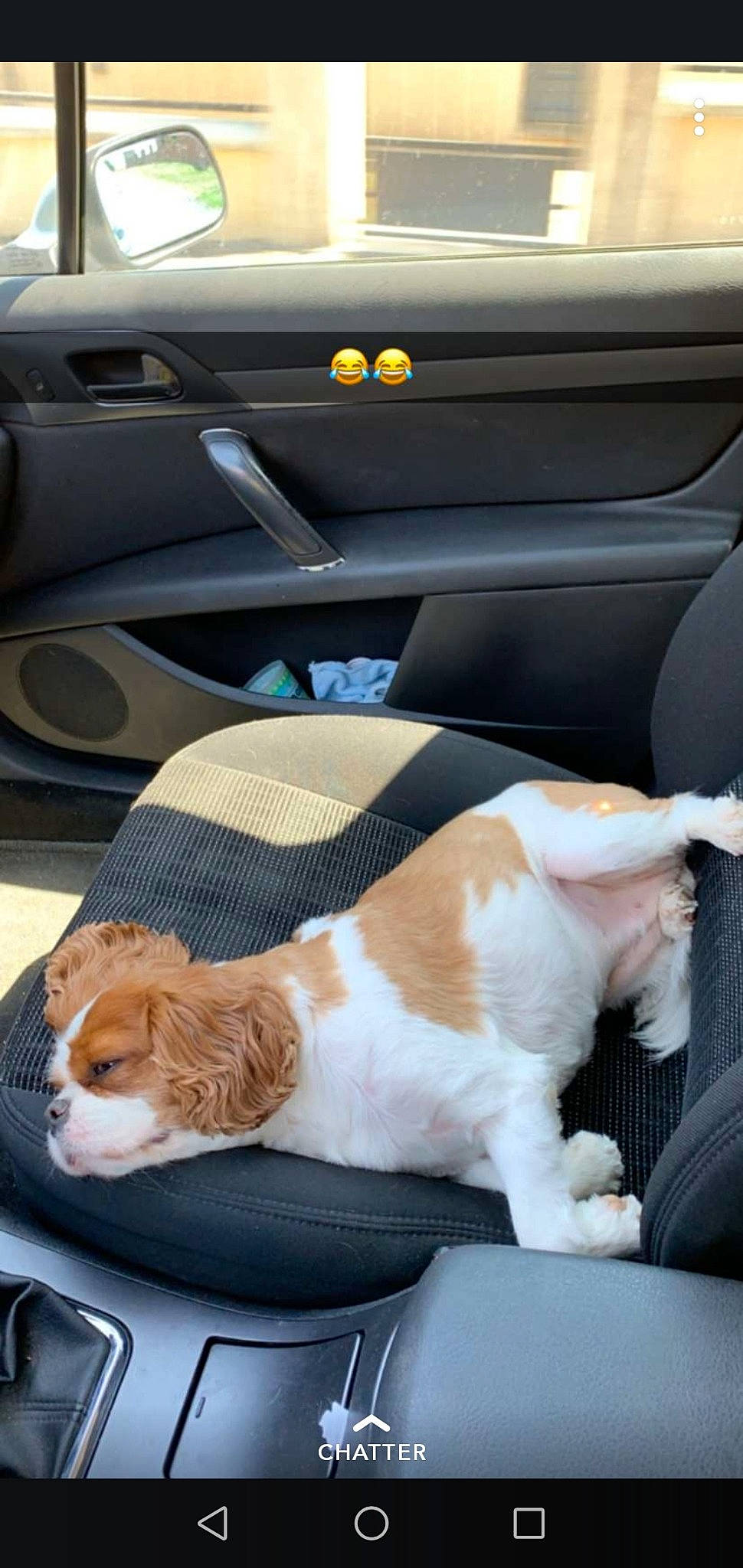 Litchie a rejoint le concours — aidez-le/la à gagner de superbes lots ! auto_part, automotive_window_part, canidae, car, car_seat, car_seat_cover, carnivore, cat, companion_dog, dog, driving, felidae, seat_belt, small_to_medium_sized_cats, sporting_group, steering_wheel, vehicle, vehicle_door, whiskers, window