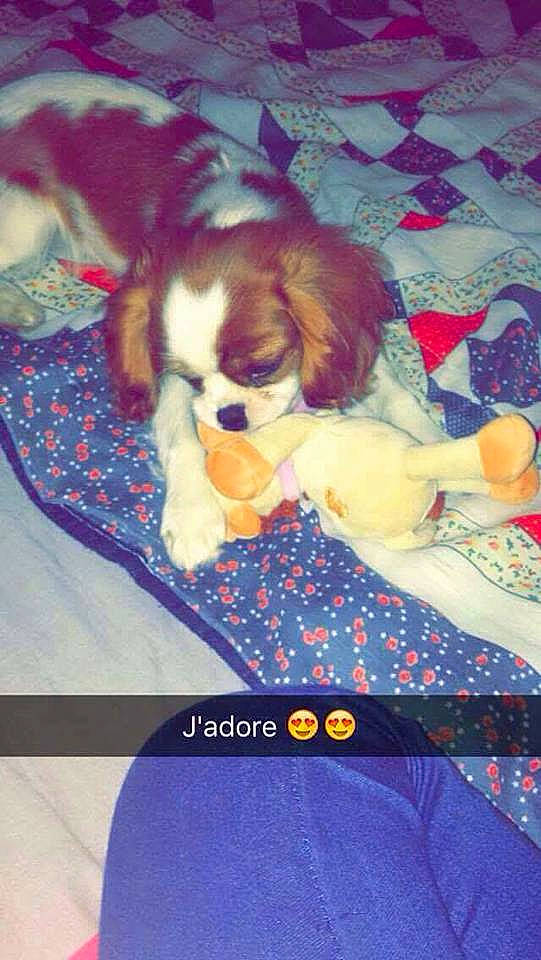 Litchie participe au concours pour gagner de l'argent avec cette photo : canidae, carnivore, cavalier_king_charles_spaniel, companion_dog, dog, dog_breed, king_charles_spaniel, lhasa_apso, mammal, puppy, shih_tzu, spaniel, sporting_group, toy_dog