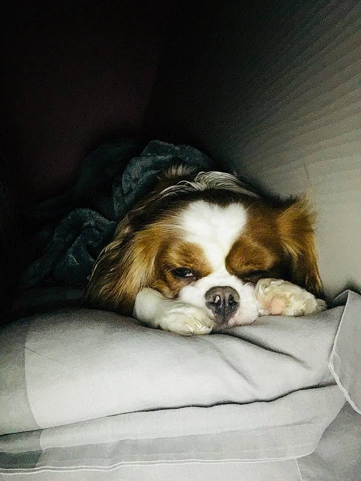 Litchie a rejoint le concours — aidez-le/la à gagner de superbes lots ! canidae, carnivore, cavalier_king_charles_spaniel, companion_dog, dog, dog_breed, fawn, king_charles_spaniel, mammal, nap, phalene, puppy, puppy_love, shih_tzu, sleep, snout, spaniel, sporting_group, toy_dog