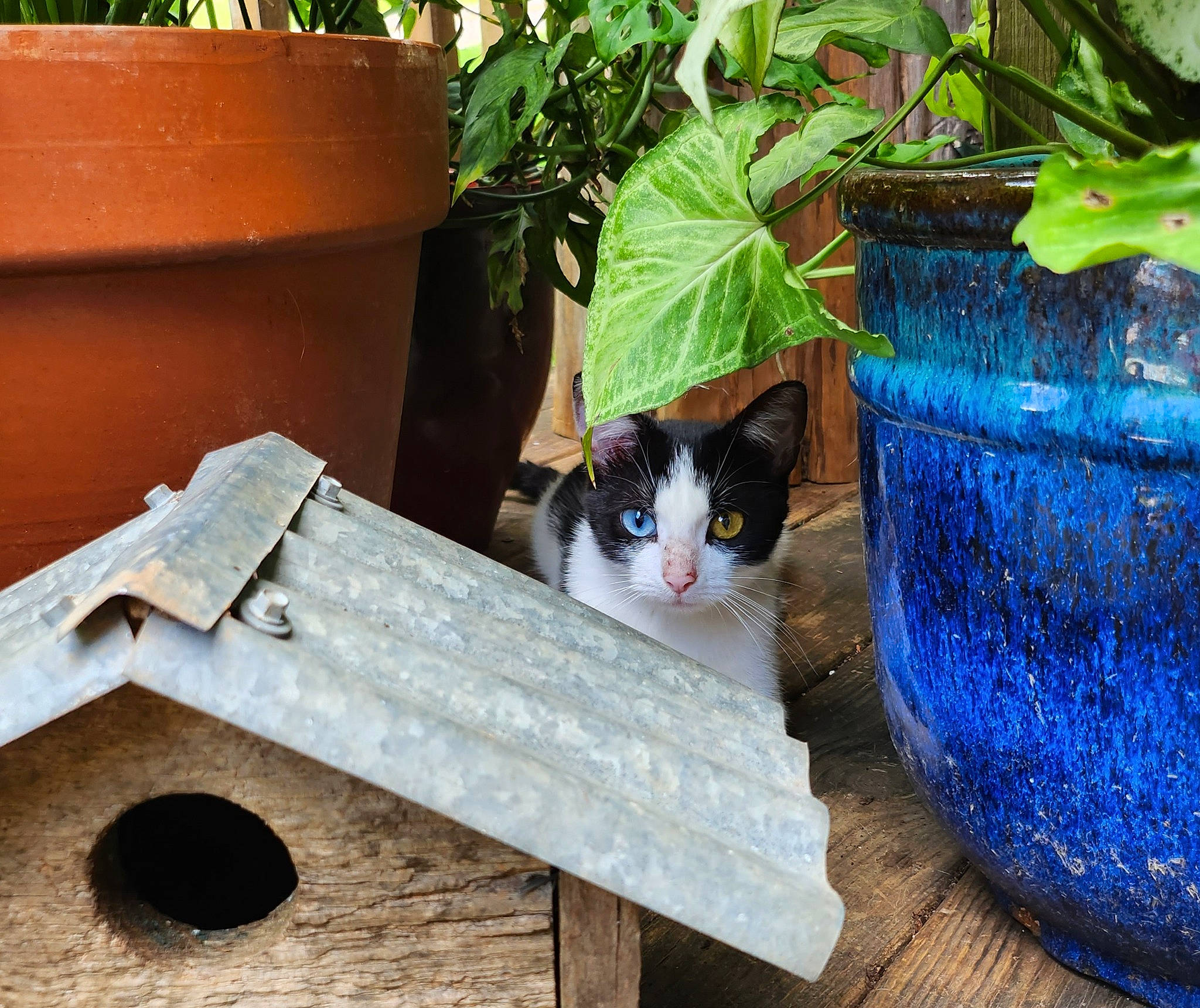 Bowie joined the competition — help win amazing prizes! blue, box, carnivore, cat, domestic_short_haired_cat, electric_blue, felidae, flowerpot, grass, hardwood, herb, houseplant, outdoor_furniture, plant, porch, rectangle, small_to_medium_sized_cats, tail, whiskers, wood