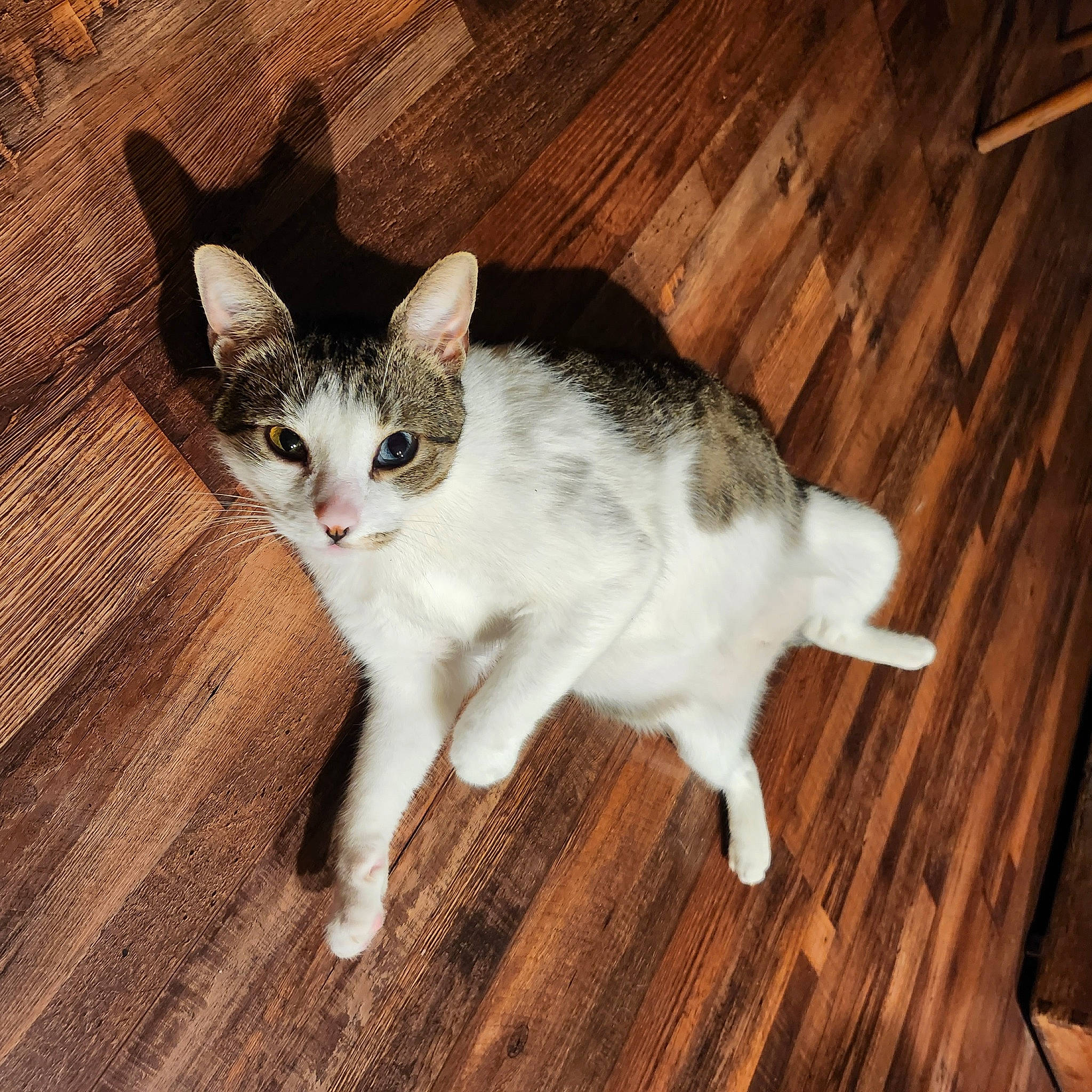 Frankie joined the competition — help win amazing prizes! carnivore, cat, domestic_short_haired_cat, felidae, floor, flooring, foot, fur, hardwood, laminate_flooring, paw, plank, small_to_medium_sized_cats, snout, tail, varnish, whiskers, wood, wood_flooring, wood_stain