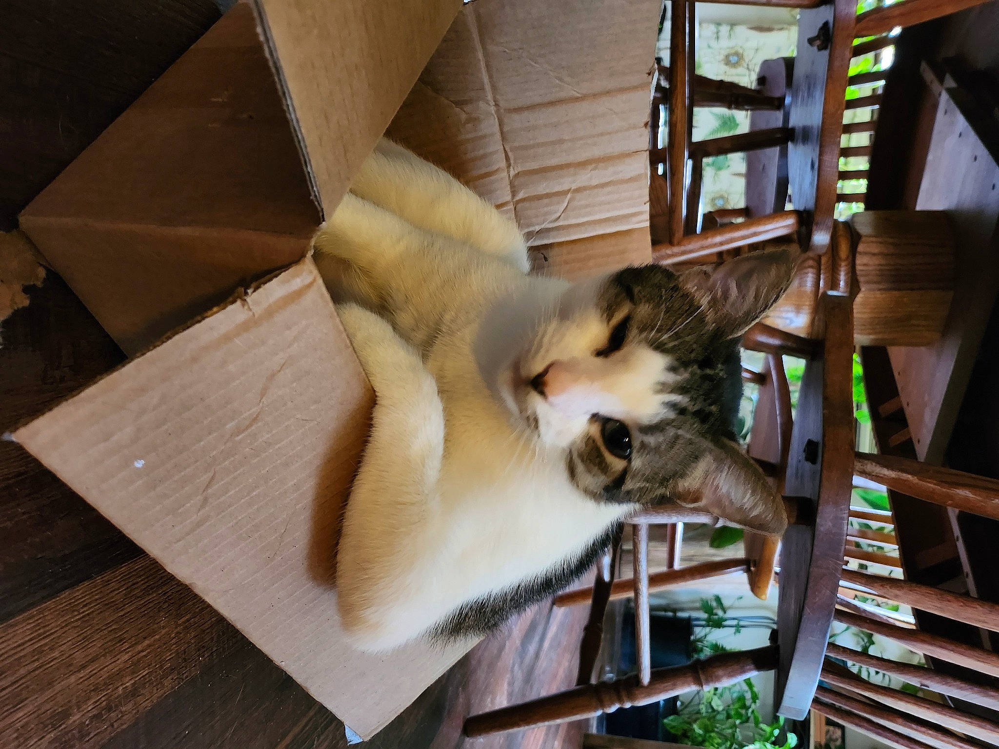Frankie is registered to the contest to win money with this photo: balinese, carnivore, cat, chair, comfort, companion_dog, domestic_short_haired_cat, fawn, felidae, fur, hardwood, pet_supply, plant, room, small_to_medium_sized_cats, table, tail, thai, whiskers, wood