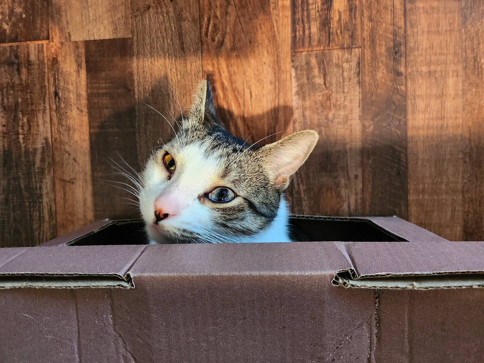 Frankie joined the competition — help win amazing prizes! art, box, carnivore, cat, domestic_short_haired_cat, door, felidae, fur, hardwood, metal, paw, rectangle, shipping_box, sitting, small_to_medium_sized_cats, tail, tree, whiskers, window, wood