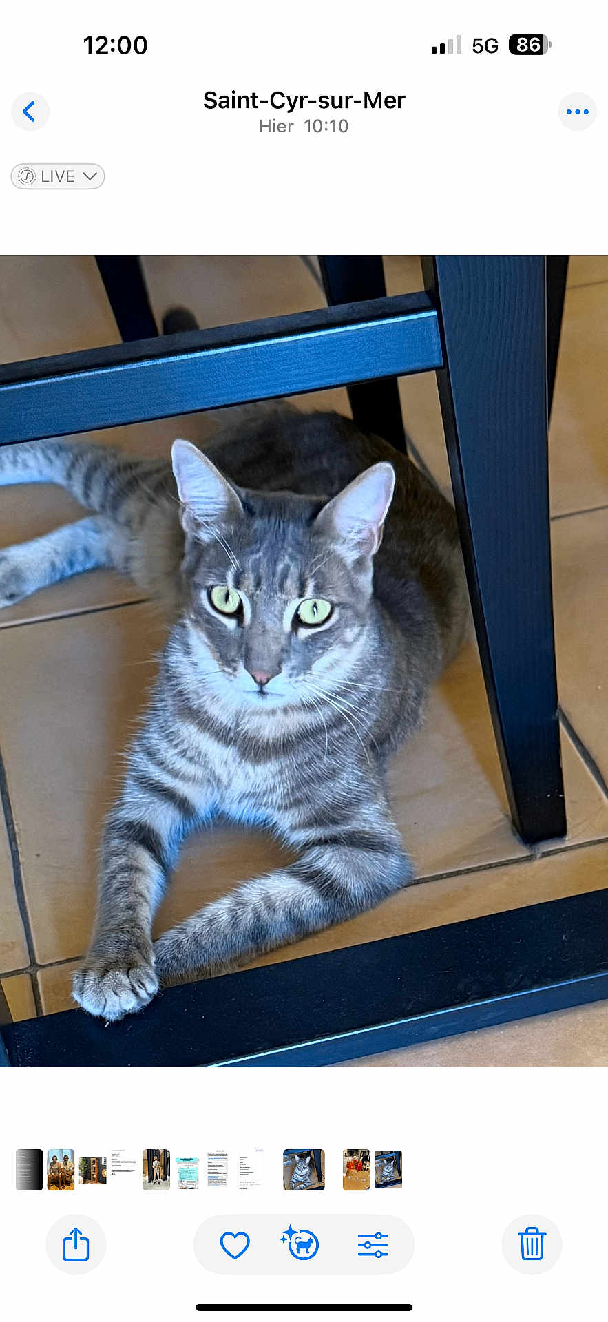 Horus participe au concours pour gagner de l'argent avec cette photo : cat, tabby_cat, animal, pet, indoor, floor, tile, chair, black_chair, paw, feline, eyes, whiskers, relaxed, resting, looking, curious, domestic_cat, striped, quiet