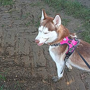 Frey is registered to the contest to win money with this photo: dog, husky, animal, pet, outdoor, mud, grass, harness, leash, walking, nature, canine, mammal, fur, ears, snout, paw, happy, playful, adventure