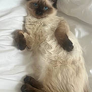 Lucci joined the competition — help win amazing prizes! cat, kitten, siamese, blue_eyes, fluffy, fur, paws, ears, bed, white_bed, relaxed, cute, pet, animal, lying_down, cozy, indoor, soft, sleepy, young