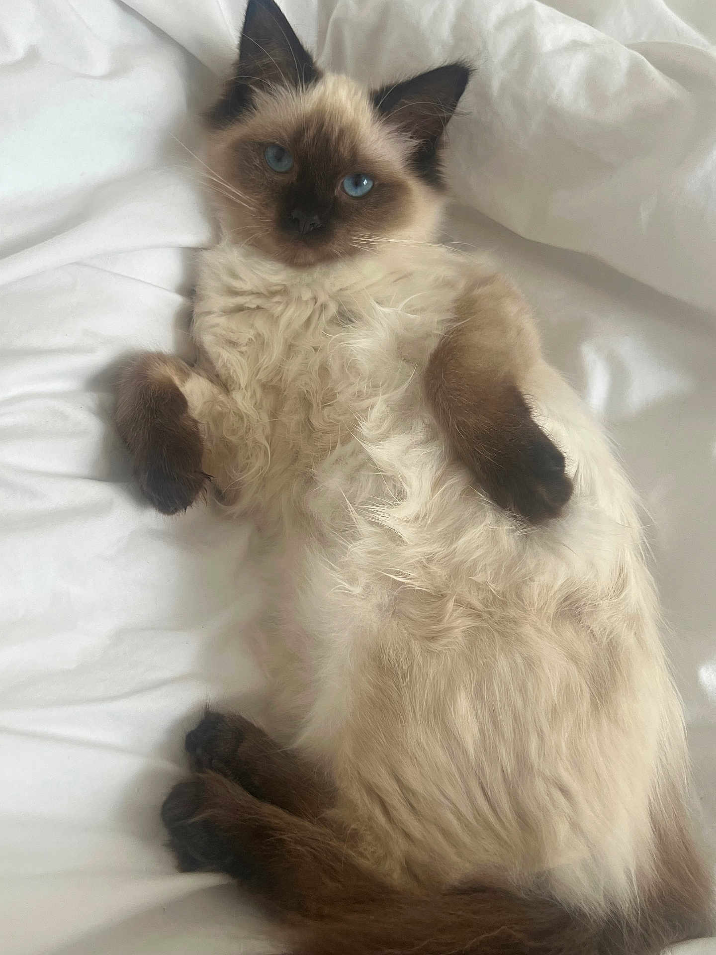 Lucci joined the competition — help win amazing prizes! cat, kitten, siamese, blue_eyes, fluffy, fur, paws, ears, bed, white_bed, relaxed, cute, pet, animal, lying_down, cozy, indoor, soft, sleepy, young