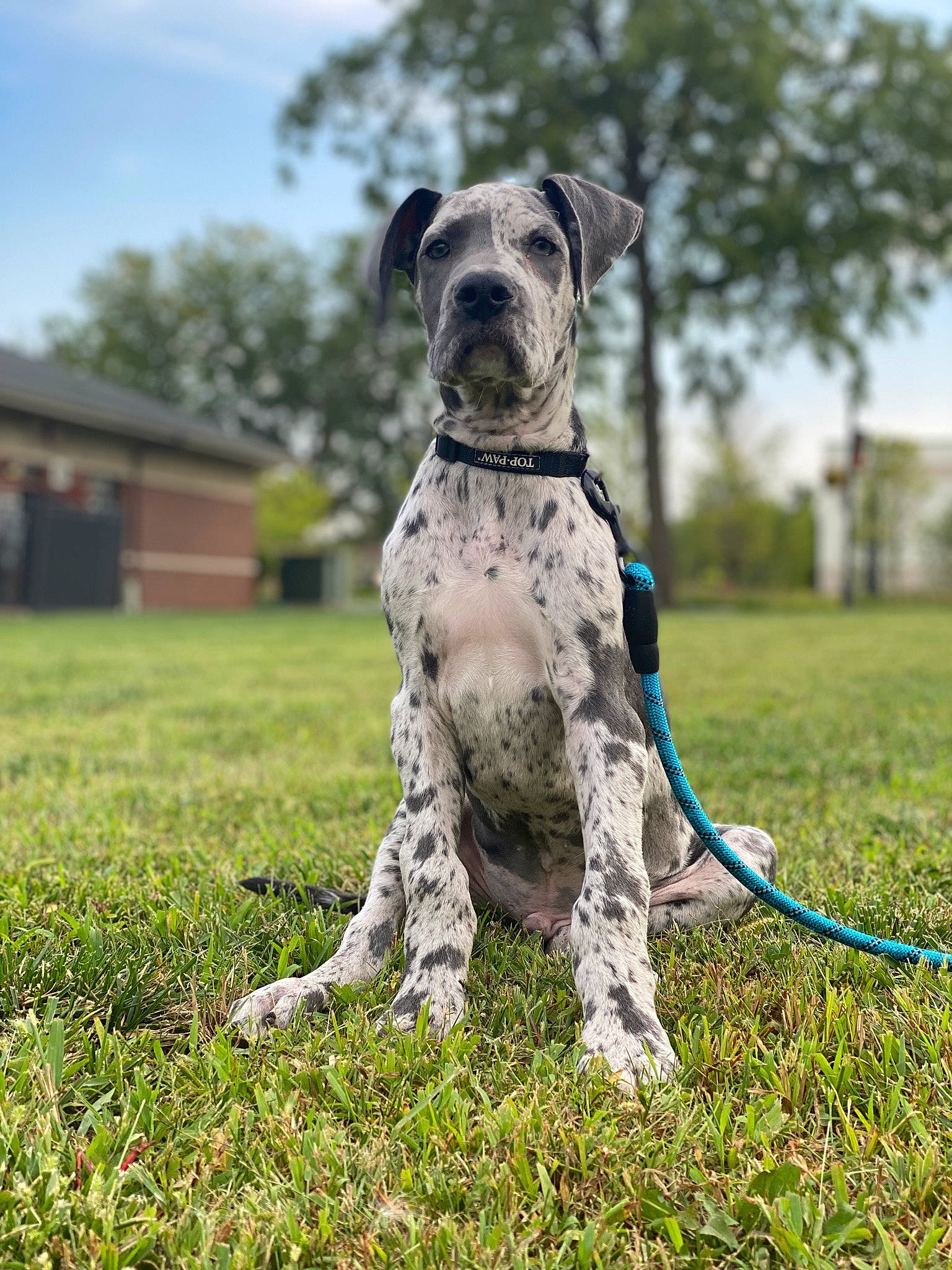 Smalls joined the competition — help win amazing prizes! canidae, carnivore, collar, companion_dog, dog, dog_breed, dog_collar, dog_supply, fawn, grass, grassland, gun_dog, pet_supply, plant, sky, snout, sporting_group, tail, terrestrial_animal, tree