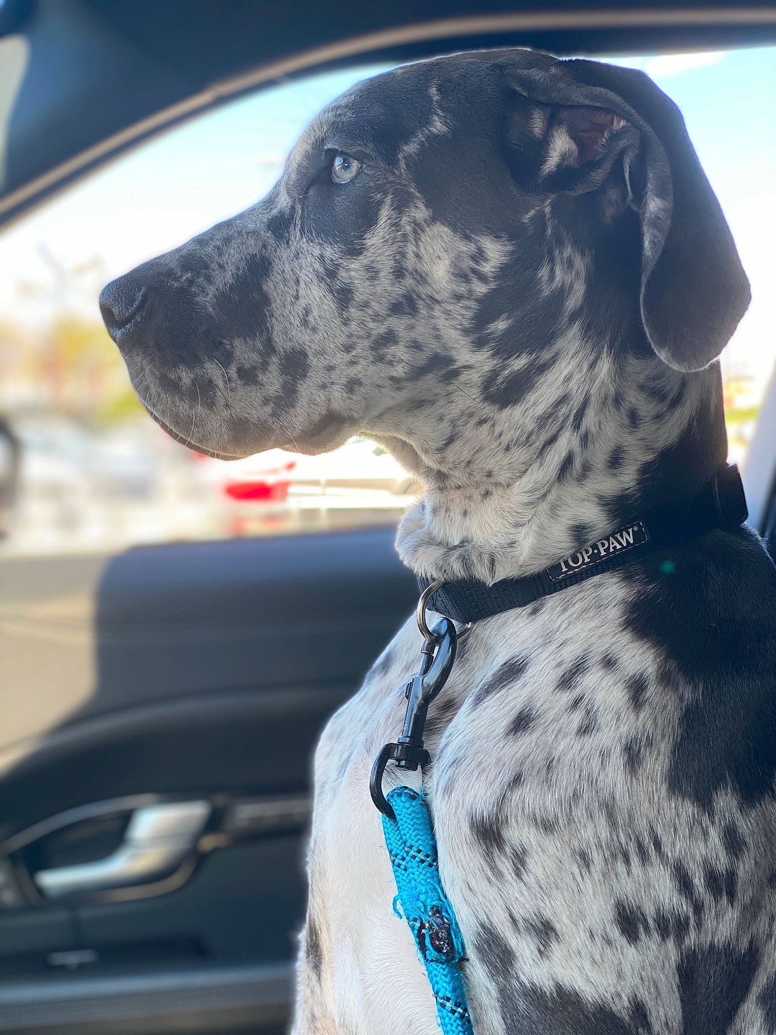 Smalls is registered to the contest to win money with this photo: automotive_lighting, automotive_mirror, canidae, car, carnivore, collar, companion_dog, dog, dog_breed, dog_collar, fawn, great_dane, gun_dog, pet_supply, snout, sporting_group, vehicle, vehicle_door, windshield, working_animal