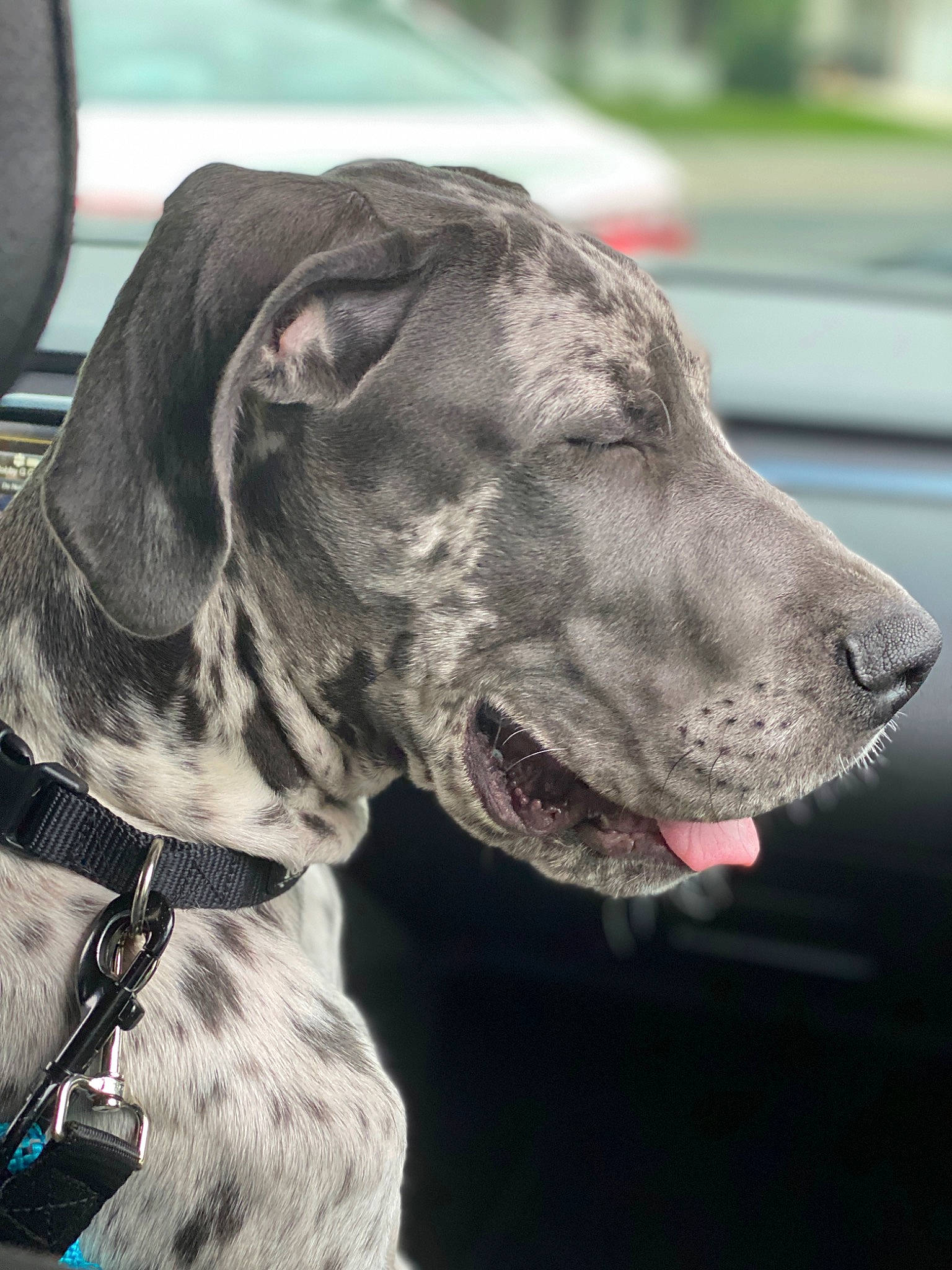 Smalls is registered to the contest to win money with this photo: canidae, carnivore, collar, companion_dog, dog, dog_breed, dog_collar, fawn, fur, giant_dog_breed, great_dane, guard_dog, gun_dog, leash, mammal, snout, sporting_group, whiskers, working_animal, working_dog