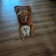 Dahlia is registered to the contest to win money with this photo: dog, dogs, floor, wooden_floor, indoor, pet, animal, golden_retriever, small_dog, fluffy_dog, playful, cute, companions, front_legs, lying_down, two_animals, curious, tongue_out, domestic, house