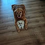 dog, dogs, floor, wooden_floor, indoor, pet, animal, golden_retriever, small_dog, fluffy_dog, playful, cute, companions, front_legs, lying_down, two_animals, curious, tongue_out, domestic, house