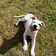 Zeus is registered to the contest to win money with this photo: dog, puppy, white_dog, black_patch, grass, outdoor, sunlight, happy, smiling, tongue_out, lying_down, pet, animal, nature, daylight, playful, ears, tail, canine, young_dog