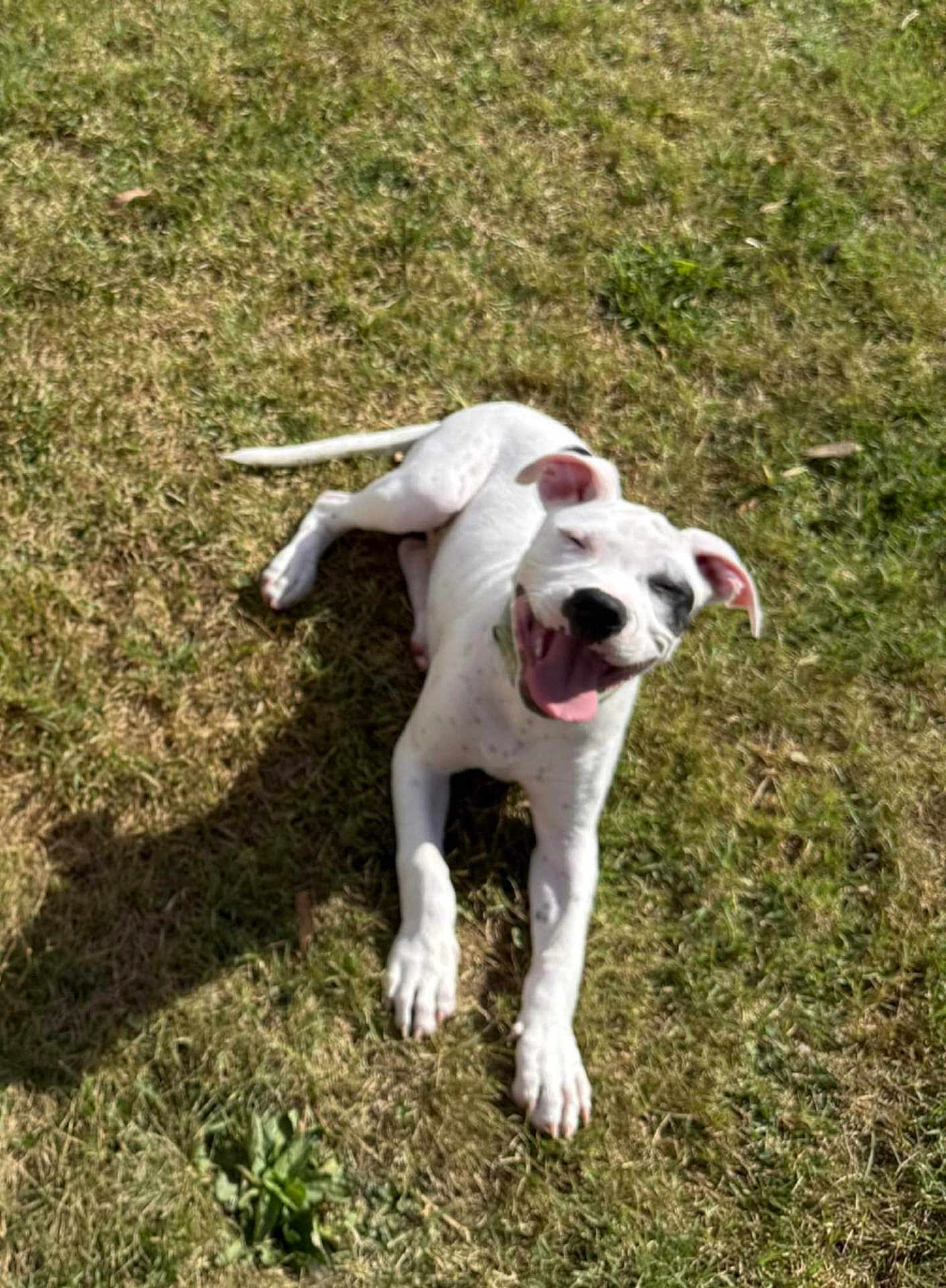 Zeus is registered to the contest to win money with this photo: dog, puppy, white_dog, black_patch, grass, outdoor, sunlight, happy, smiling, tongue_out, lying_down, pet, animal, nature, daylight, playful, ears, tail, canine, young_dog