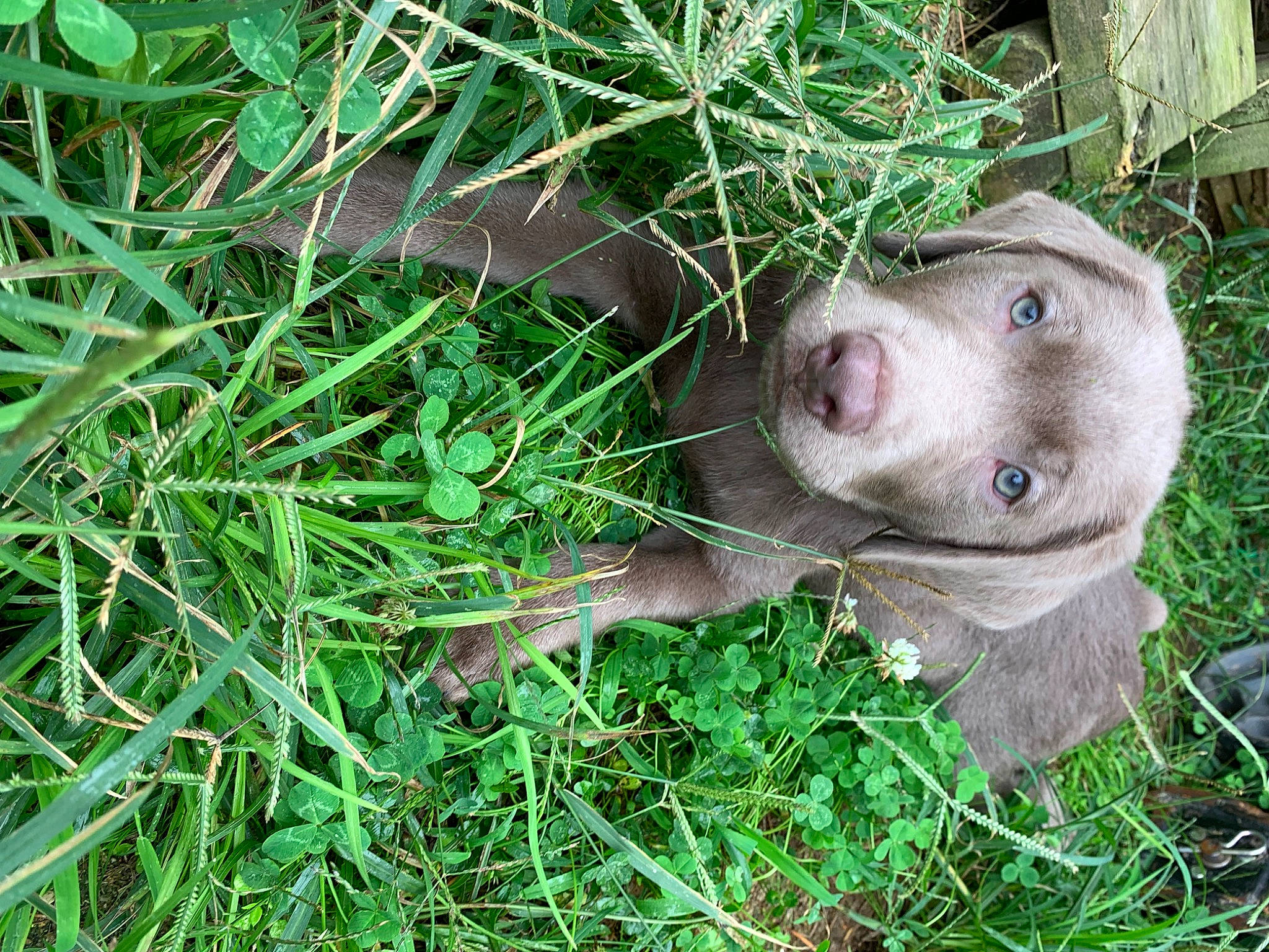 Koomba joined the competition — help win amazing prizes! carnivore, dog, dog_breed, fawn, fur, grass, grass_family, groundcover, liver, marine_mammal, plant, snout, sporting_group, terrestrial_animal, whiskers, wildlife