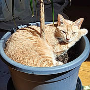 Sushi participe au concours pour gagner de l'argent avec cette photo : cat, plant_pot, indoor, sunlight, ginger_cat, relaxed, tree, fur, green_leaves, wooden_floor, home, pet, animal, curled_up, cozy, shadow, domestic, cute, nature_indoor, resting