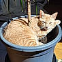 cat, plant_pot, indoor, sunlight, ginger_cat, relaxed, tree, fur, green_leaves, wooden_floor, home, pet, animal, curled_up, cozy, shadow, domestic, cute, nature_indoor, resting