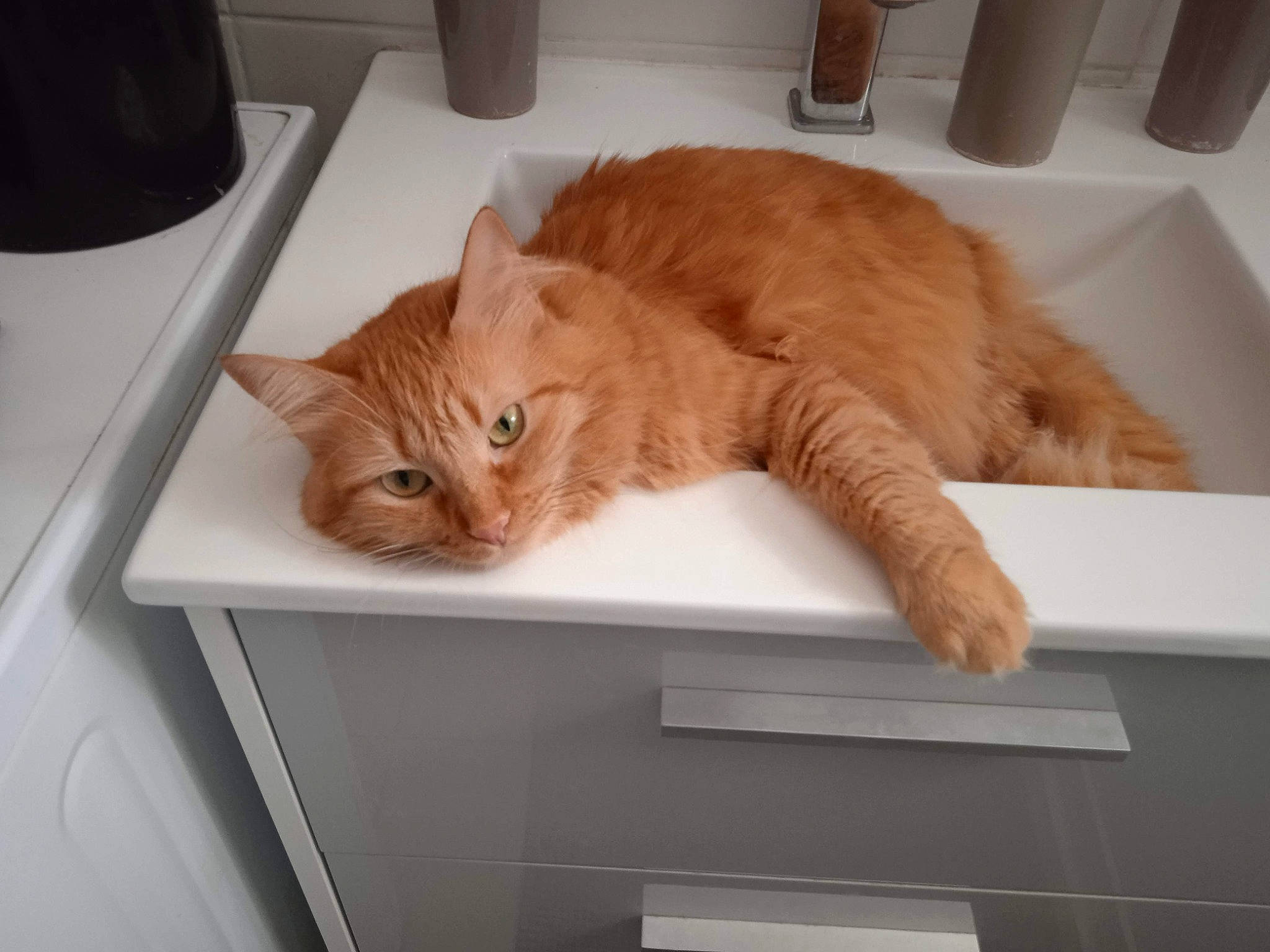 Pikachu participe au concours pour gagner de l'argent avec cette photo : bed, carnivore, cat, cat_supply, comfort, domestic_short_haired_cat, fawn, felidae, flooring, fur, hardwood, paw, pet_supply, plumbing_fixture, room, small_to_medium_sized_cats, tail, whiskers, window, wood