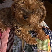 Tea joined the competition — help win amazing prizes! dog, patchwork_quilt, indoor, cozy, fur, brown_dog, small_dog, pet, relaxed, lying_down, colorful, fabric, bedroom, carpet, home, animal, cute, fluffy, tired, resting