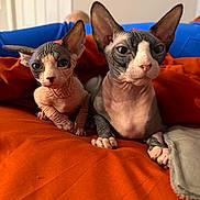 Rufus is registered to the contest to win money with this photo: sphynx_cat, cat, pet, indoor, orange_blanket, wrinkled_skin, large_ears, curious_expression, feline, animal, cozy, resting, close_up, two_animals, hairless_cat, soft_lighting, domestic_animal, cute, companion, relaxed