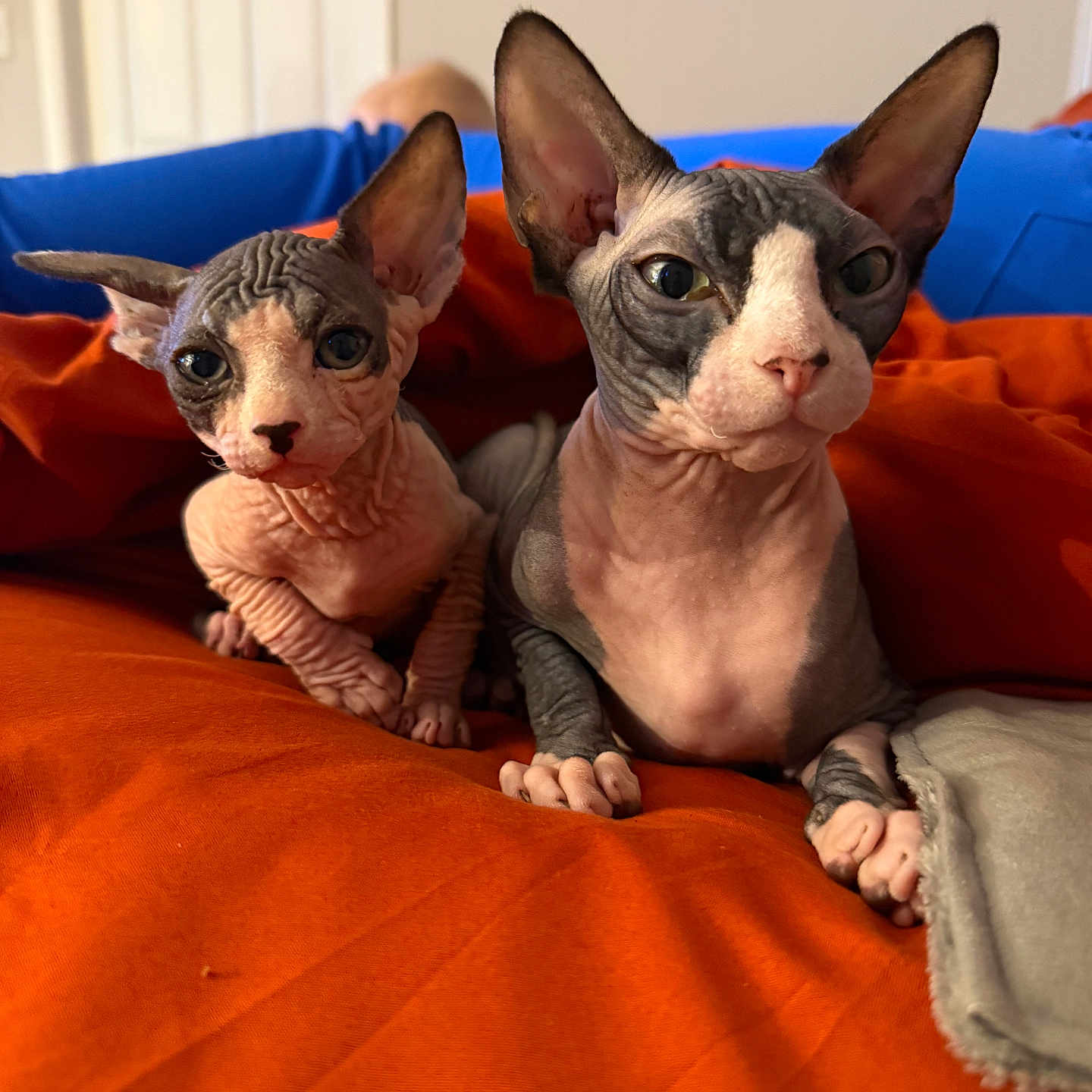 Rufus is registered to the contest to win money with this photo: sphynx_cat, cat, pet, indoor, orange_blanket, wrinkled_skin, large_ears, curious_expression, feline, animal, cozy, resting, close_up, two_animals, hairless_cat, soft_lighting, domestic_animal, cute, companion, relaxed
