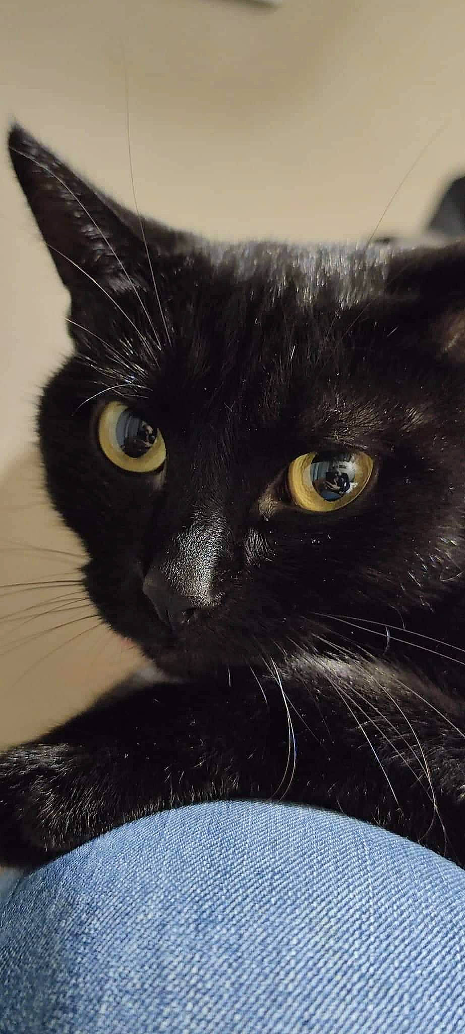 Minette a rejoint le concours — aidez-le/la à gagner de superbes lots ! black_cat, bombay, carnivore, cat, close_up, domestic_short_haired_cat, electric_blue, felidae, fur, head, small_to_medium_sized_cats, snout, terrestrial_animal, whiskers