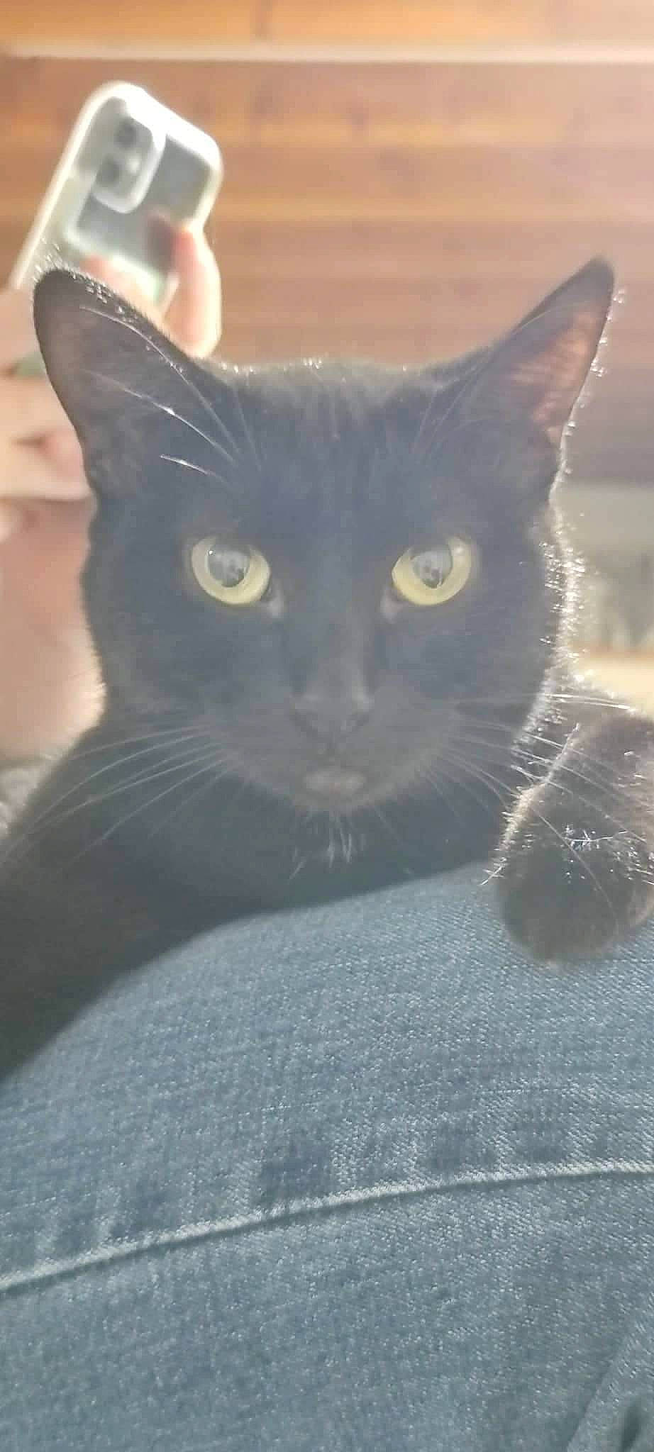 Minette participe au concours pour gagner de l'argent avec cette photo : carnivore, cat, domestic_short_haired_cat, felidae, fur, grey, small_to_medium_sized_cats, snout, terrestrial_animal, whiskers