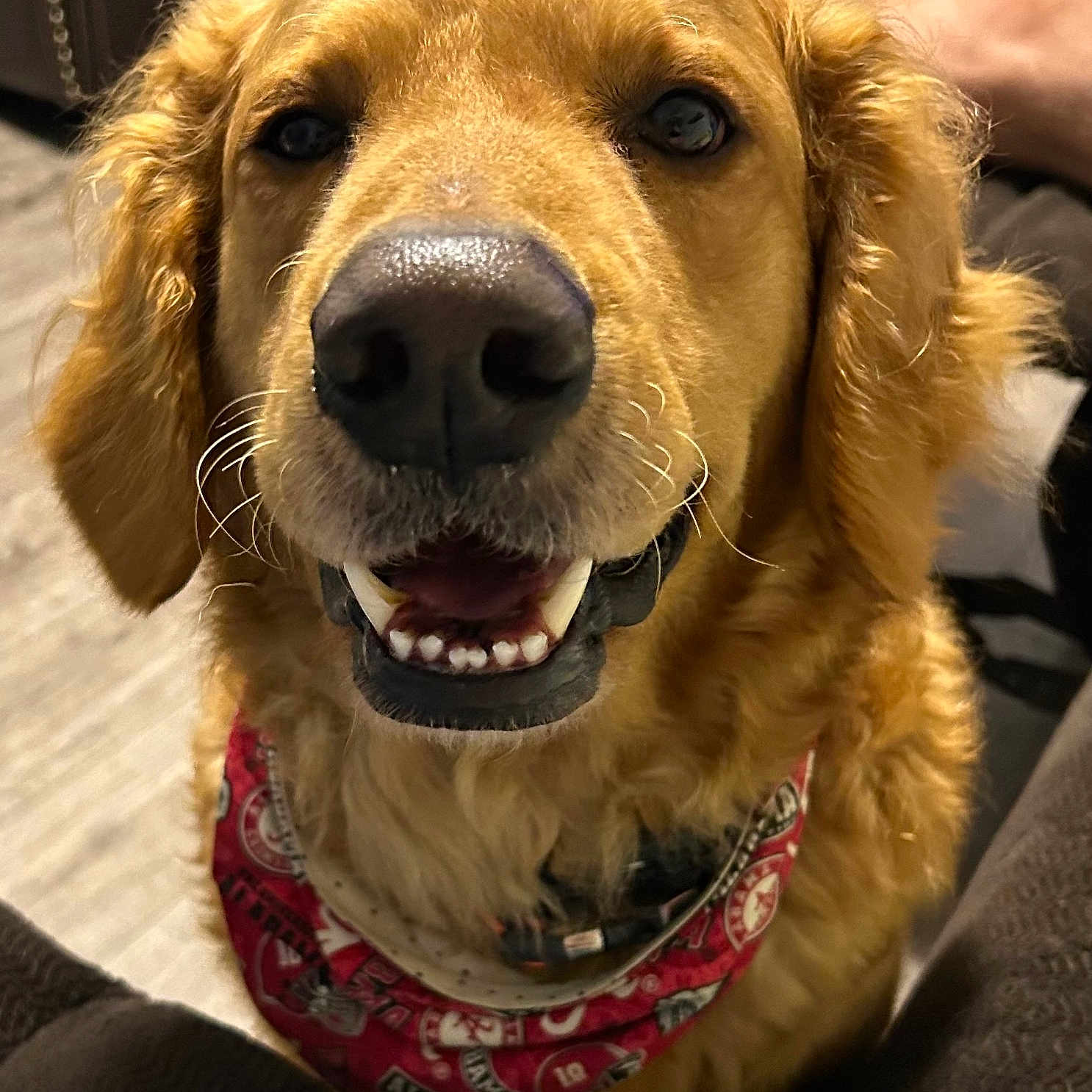 Buddy is registered to the contest to win money with this photo: animal, bandana, canine, close_up, collar, companion, cute, dog, domestic, ears, face, friendly, fur, golden_retriever, happy, indoor, pet, portrait, smiling, tongue