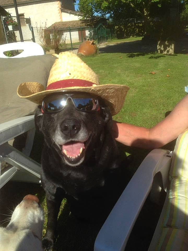 Bambou participe au concours pour gagner de l'argent avec cette photo : automotive_exterior, carnivore, collar, companion_dog, cowboy_hat, dog, dog_breed, dog_collar, fang, fawn, fun, grass, hat, personal_protective_equipment, plant, snout, sun_hat, tree, vehicle, working_animal