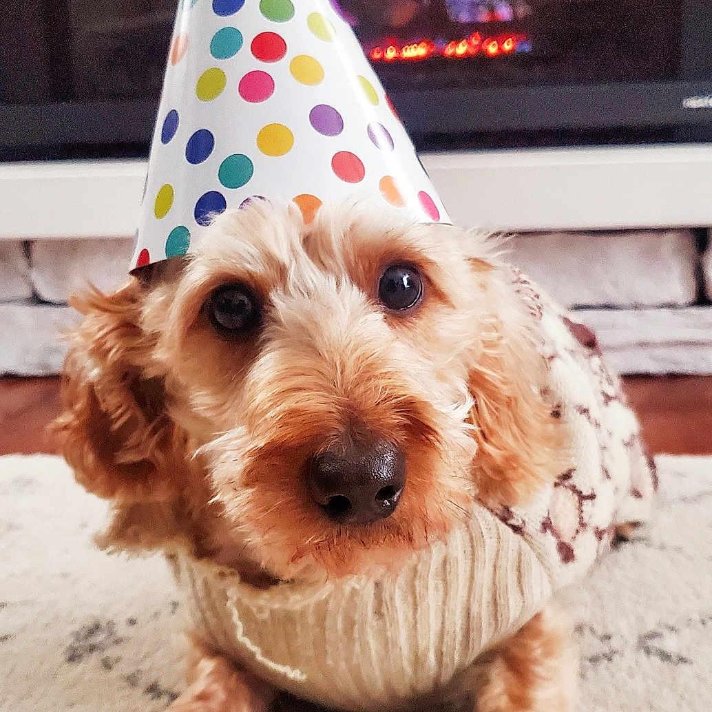 Clint Eastwood joined the competition — help win amazing prizes! carnivore, clock, companion_dog, cone, dog, dog_breed, dog_clothes, dog_supply, event, fashion_accessory, fawn, fireplace, gas, home_appliance, party_hat, party_supply, snout, sporting_group, toy, working_animal