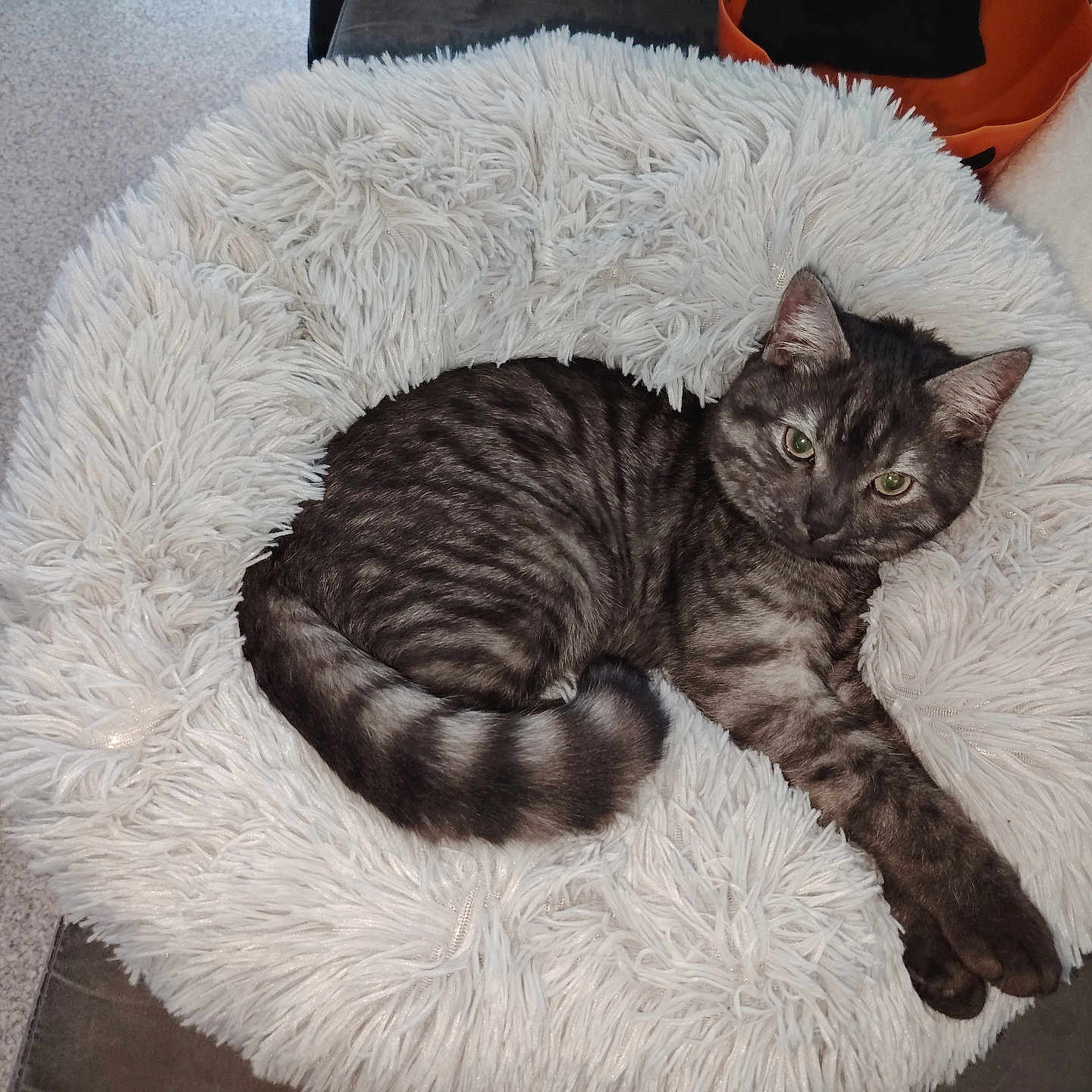 Aïko a rejoint le concours — aidez-le/la à gagner de superbes lots ! animal, carpet, cat, comfortable, cozy, cute, domestic, feline, fluffy_cushion, fur, green_eyes, indoor, looking, pet, relaxed, resting, sleepy, stretching, tabby, white_cushion