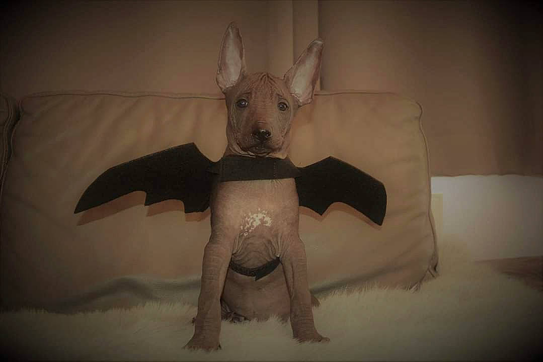 Toxic a rejoint le concours — aidez-le/la à gagner de superbes lots ! art, bull_terrier, bull_terrier_miniature, canidae, carnivore, dog, dog_breed, fawn, non_sporting_group, snout