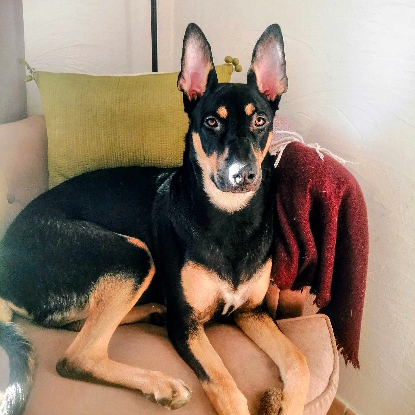 Ynti participe au concours pour gagner de l'argent avec cette photo : alert, animal, black, blanket, brown, canine, couch, dog, ears, furniture, home, indoor, pet, pillow, portrait, relaxed, resting, tan, tile_floor, wall