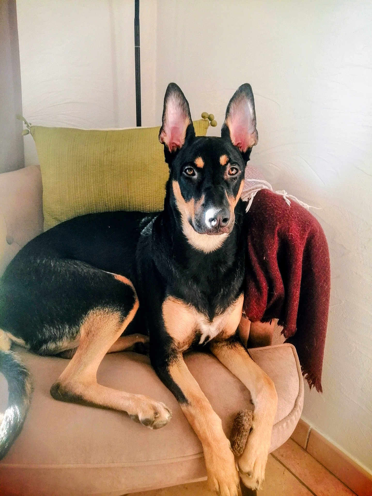 Ynti participe au concours pour gagner de l'argent avec cette photo : dog, couch, indoor, pet, canine, resting, animal, furniture, blanket, pillow, brown, black, tan, ears, alert, relaxed, home, portrait, tile_floor, wall