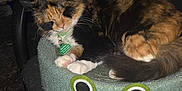 Pinewah joined the competition — help win amazing prizes! cat, calico, sleeping, furniture, chair, cushion, frog_design, indoor, pet, animal, fur, cute, relaxed, resting, whiskers, paws, collar, tag, home, cozy
