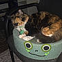 cat, calico, sleeping, furniture, chair, cushion, frog_design, indoor, pet, animal, fur, cute, relaxed, resting, whiskers, paws, collar, tag, home, cozy