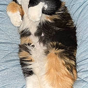 Pinewah joined the competition — help win amazing prizes! cat, calico, fluffy, sleeping, relaxed, pet, animal, feline, paws, fur, quilted_blanket, blue_blanket, resting, cute, cozy, domestic_cat, whiskers, pink_nose, indoor, closeup