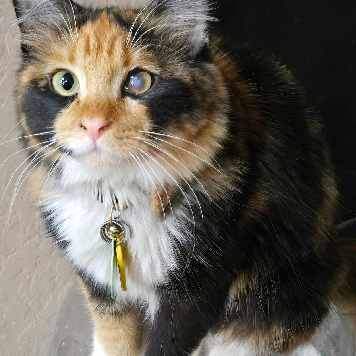 Pinewah is registered to the contest to win money with this photo: calico, cat, closeup, collar, curious, cute, domestic_animal, feline, fluffy, fur, green_eye, indoor, indoor_lighting, one_eye_cloudy, paws, pet, sitting, tag, transparent_surface, whiskers