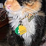 cat, calico, close_up, fluffy, collar, tags, whiskers, closed_eyes, pet, indoor, patterned_blanket, fur, animal, cute, sitting, domestic_cat, feline, tabby, colorful, content